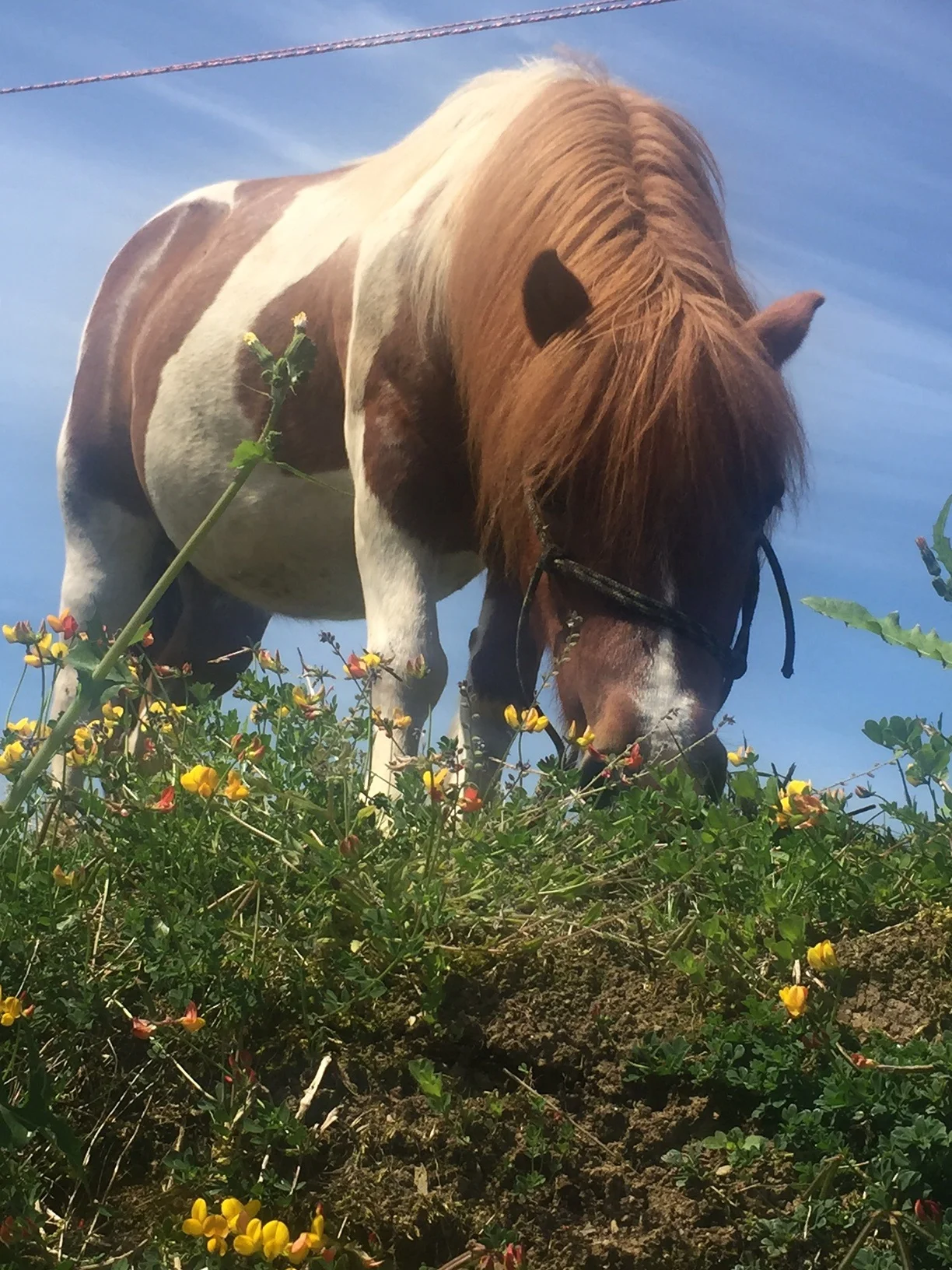 Horse portrait