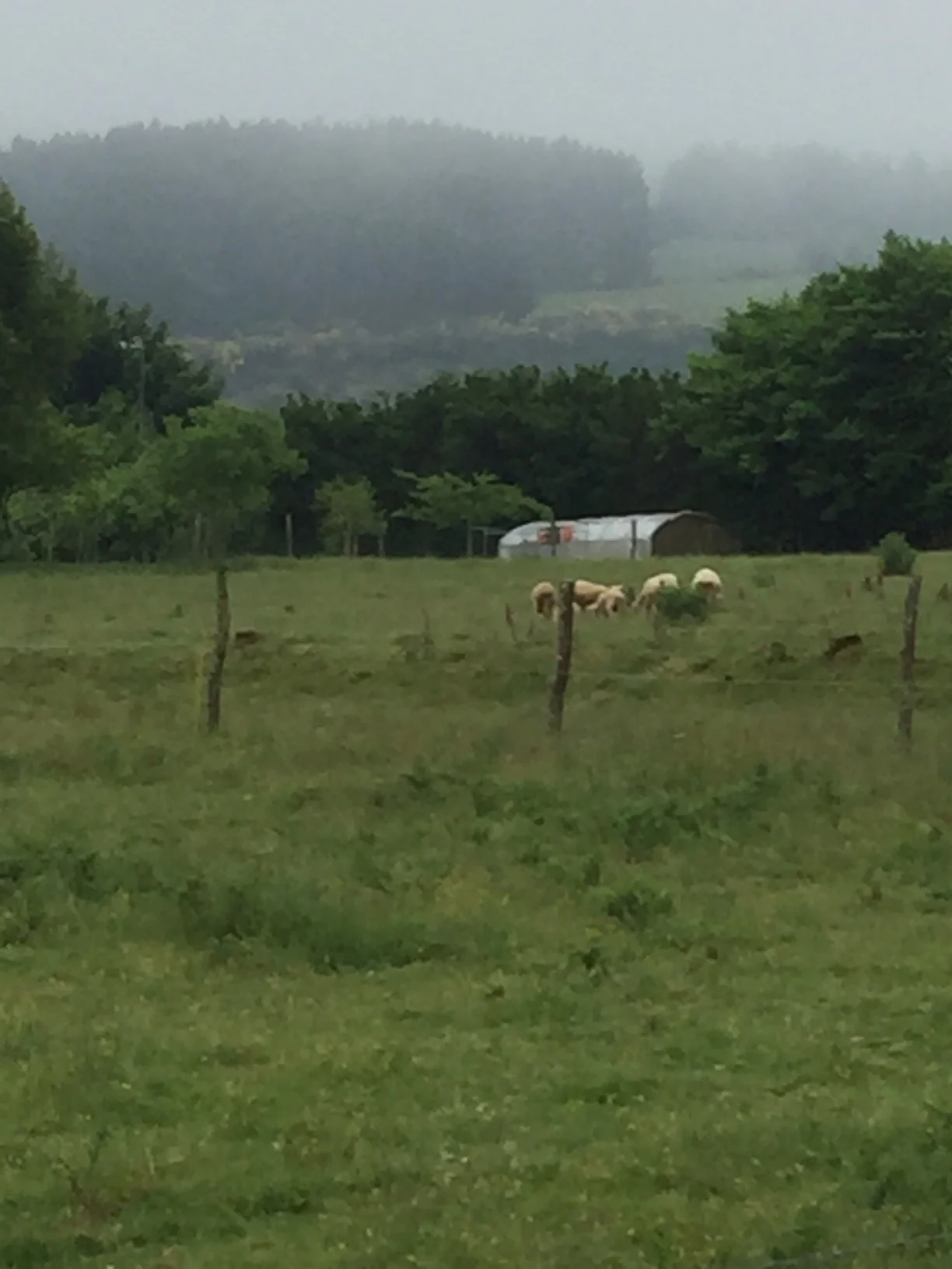 Cows in the cloud