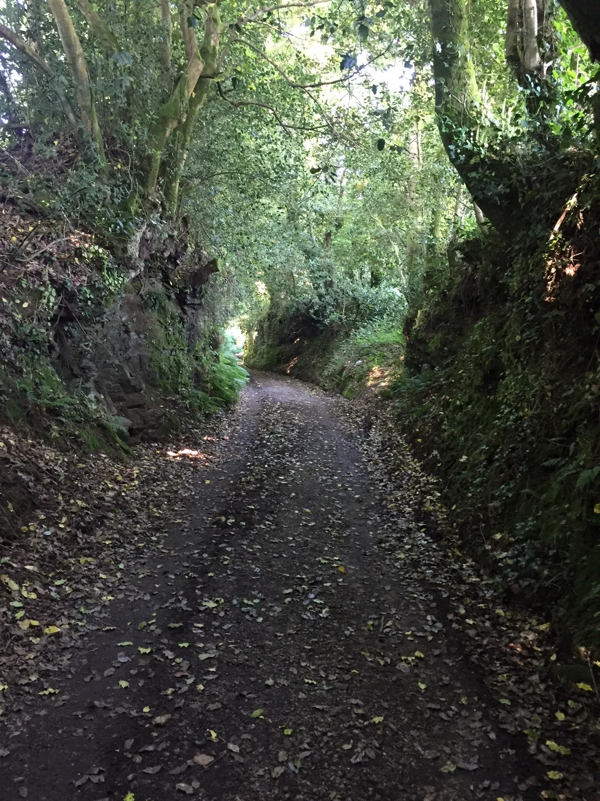 Lovely Camino path