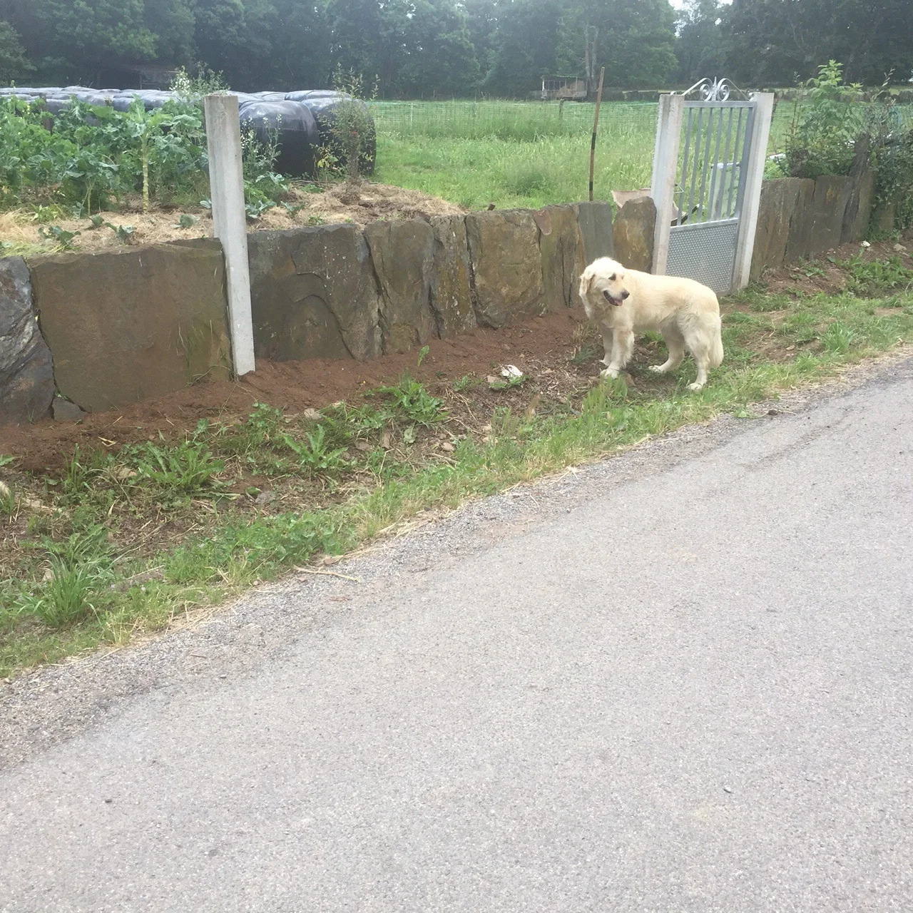 Dog 4