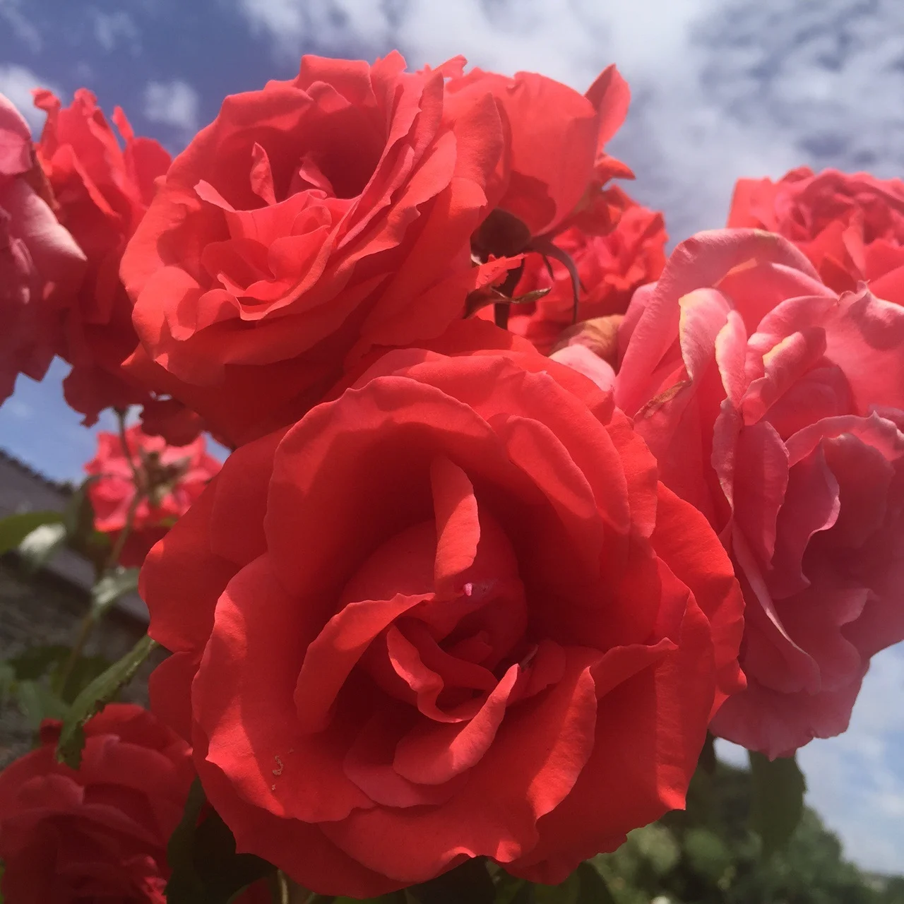 Red roses