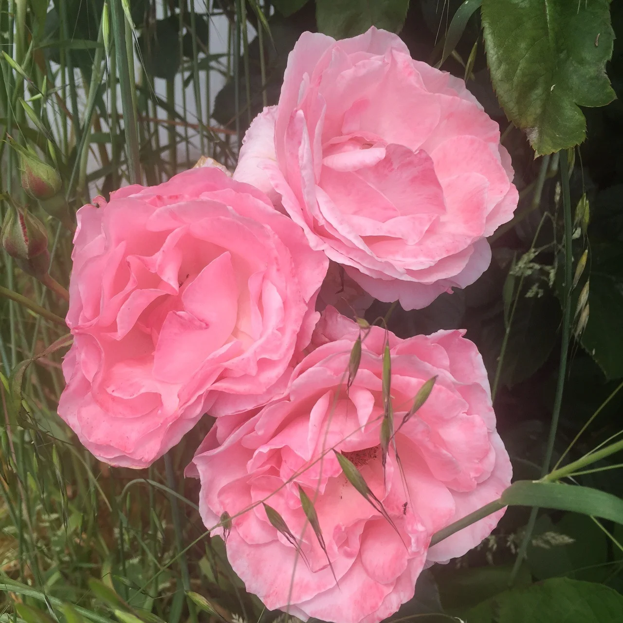 Pink roses