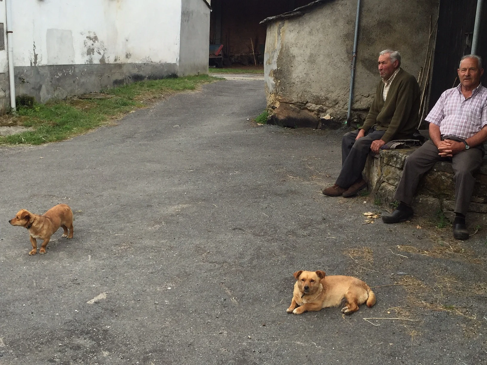 Men with their dogs