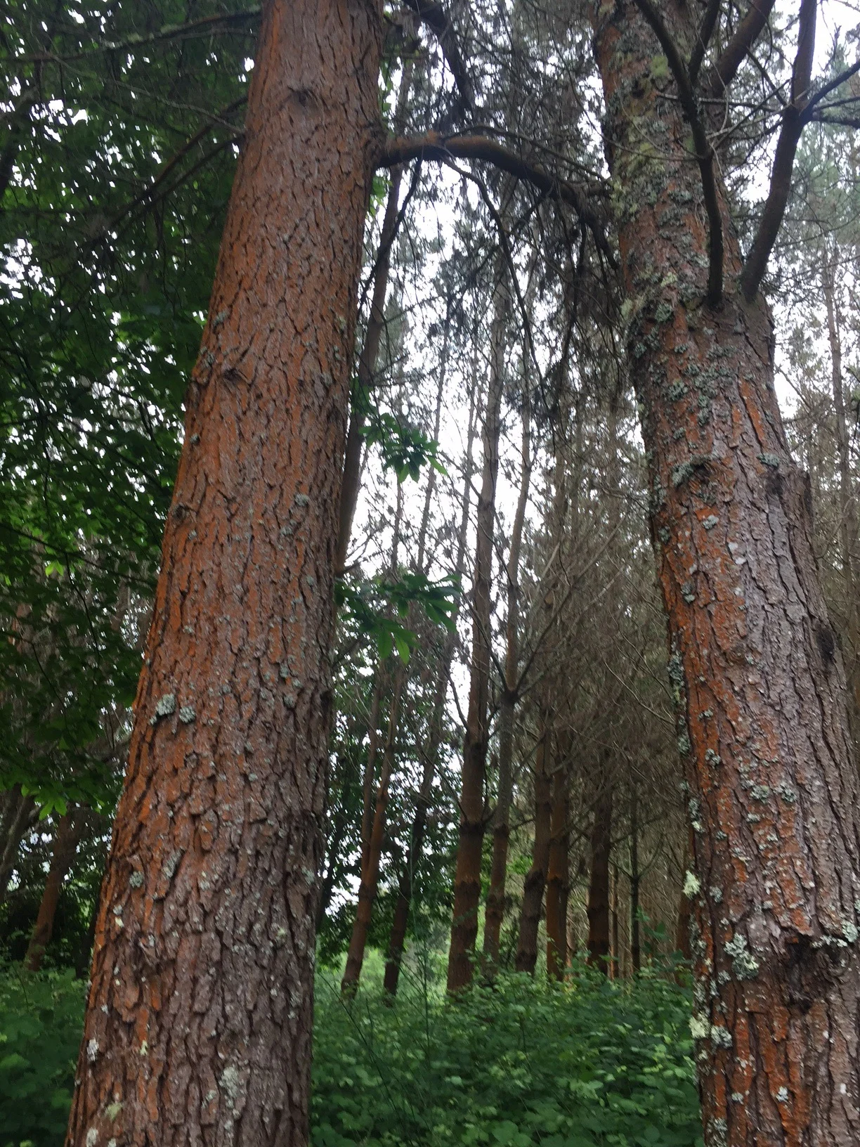Orangewood forest