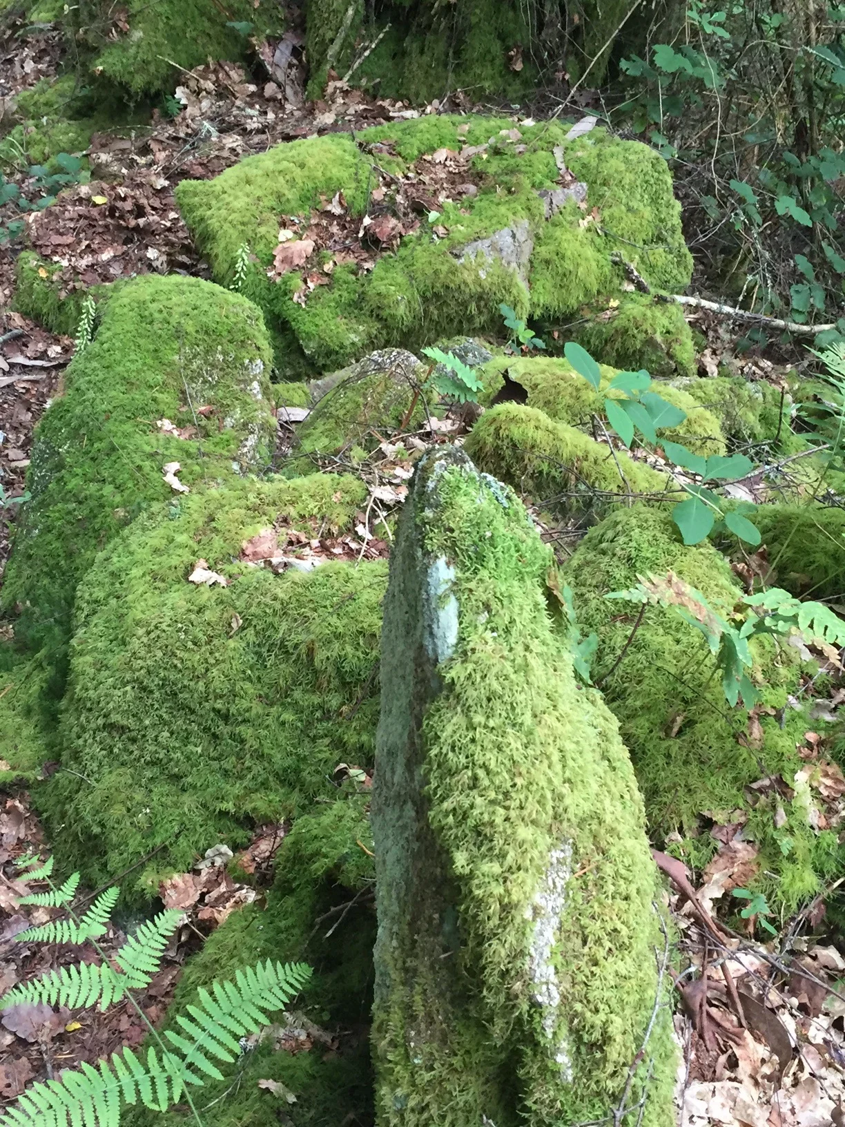 Life overcoming stone
