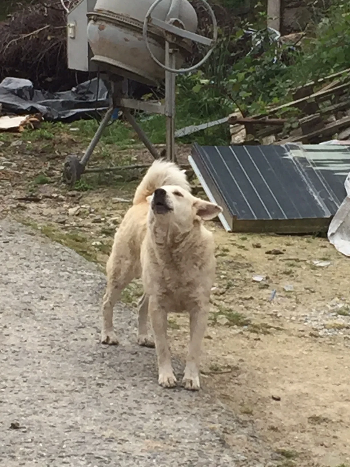 Howling dog