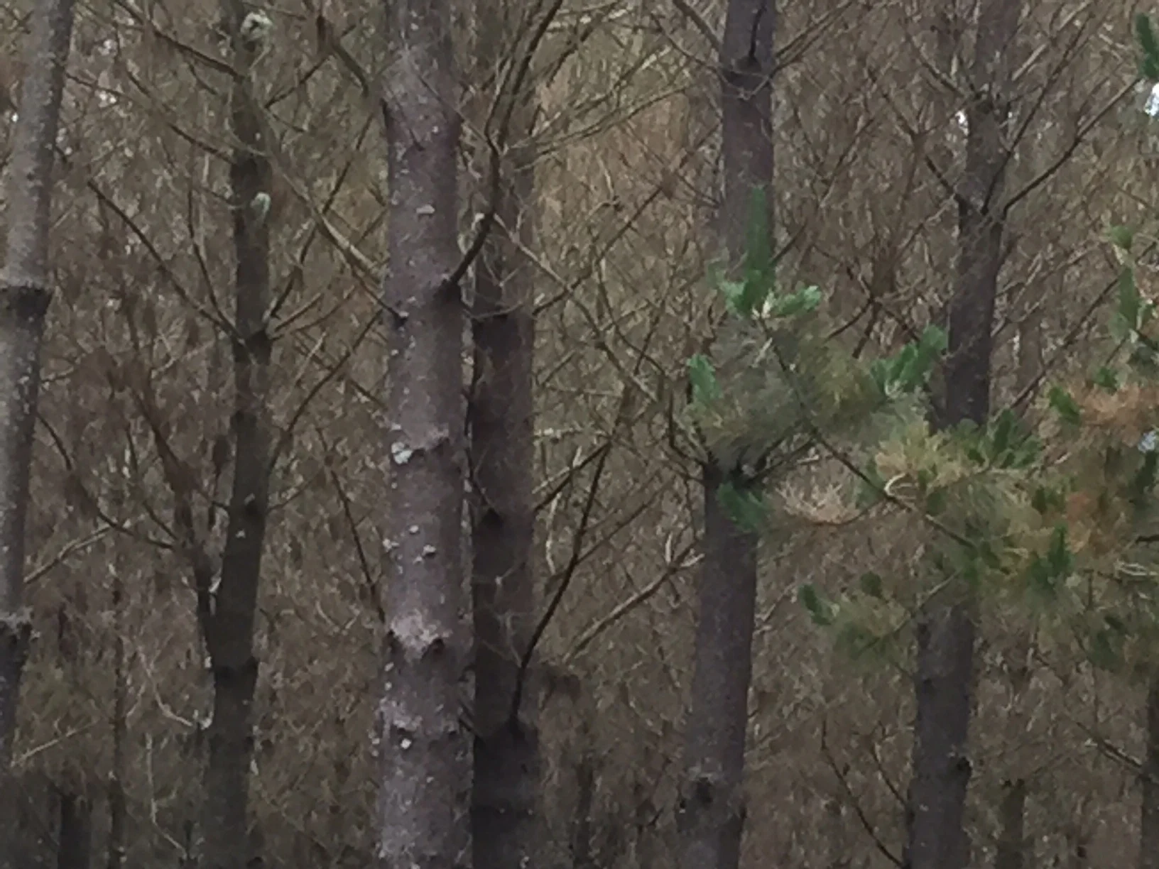 Beauty of the woods