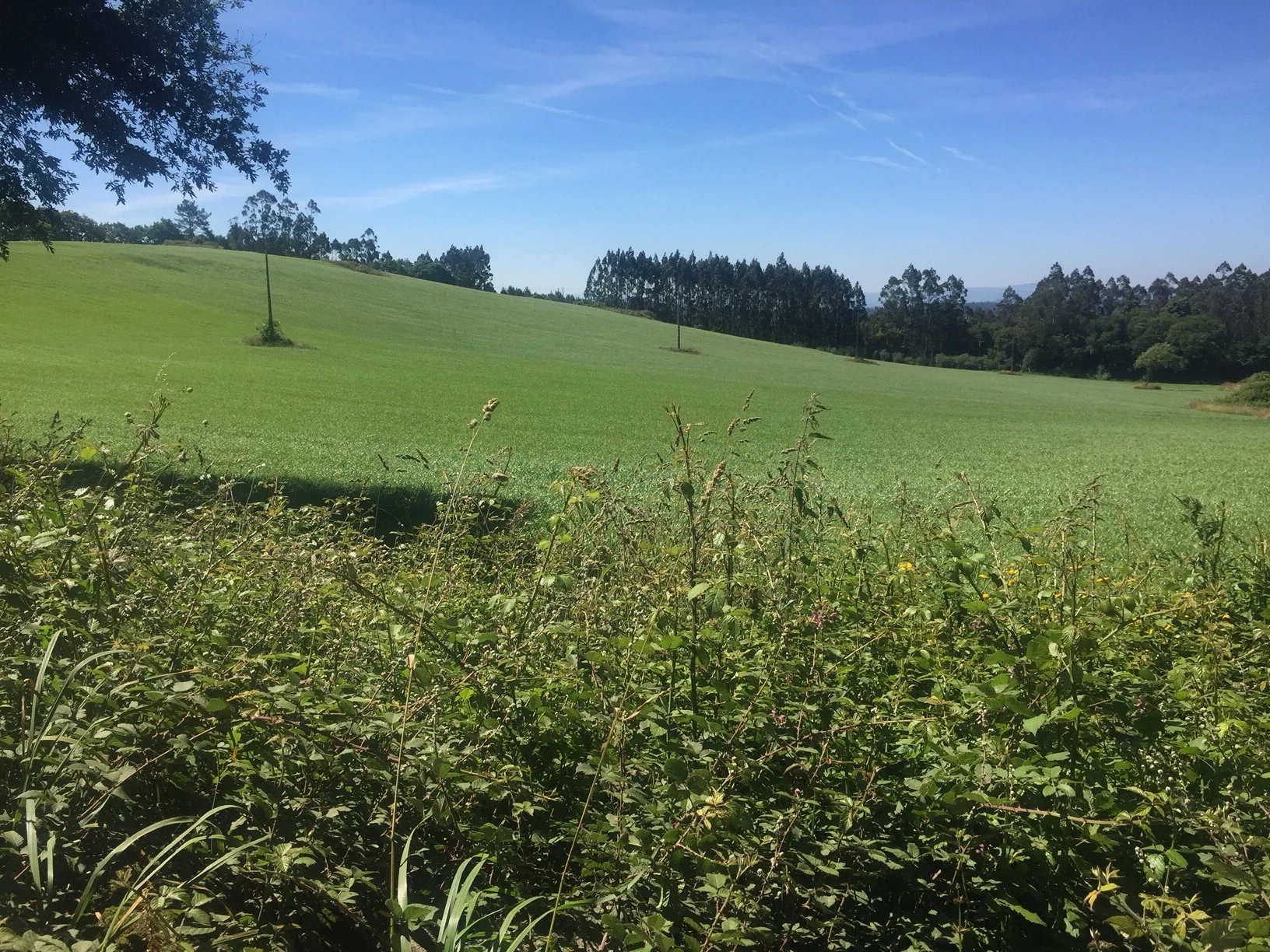 Field of green