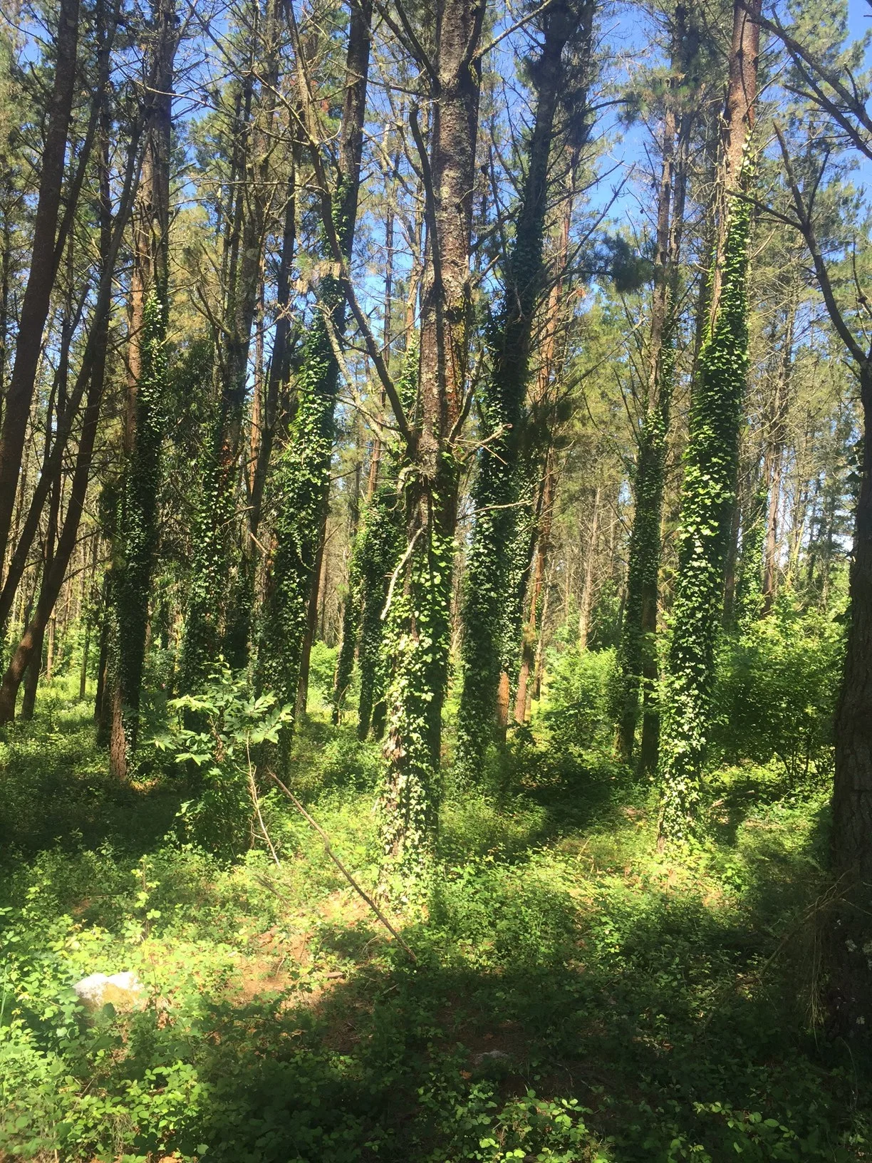 Vine-covered trees
