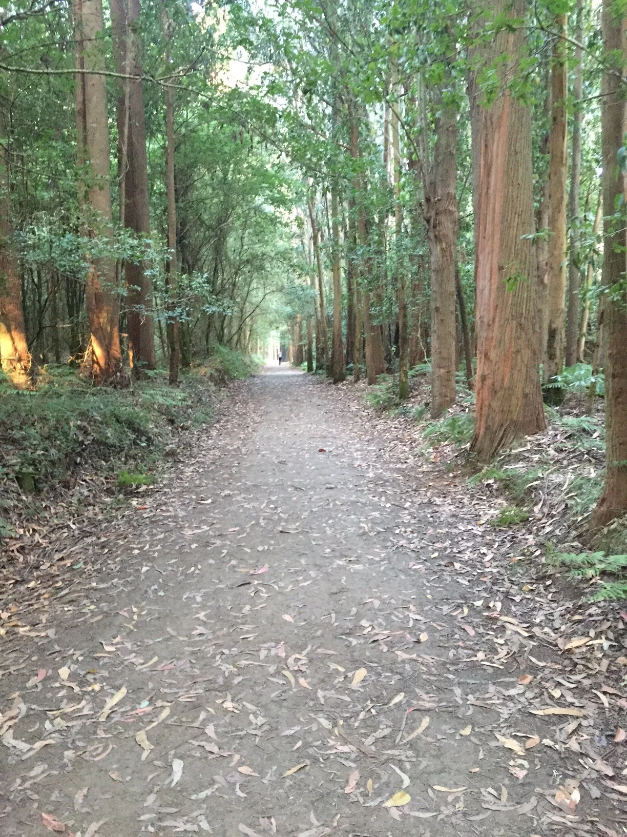 Tree canopy