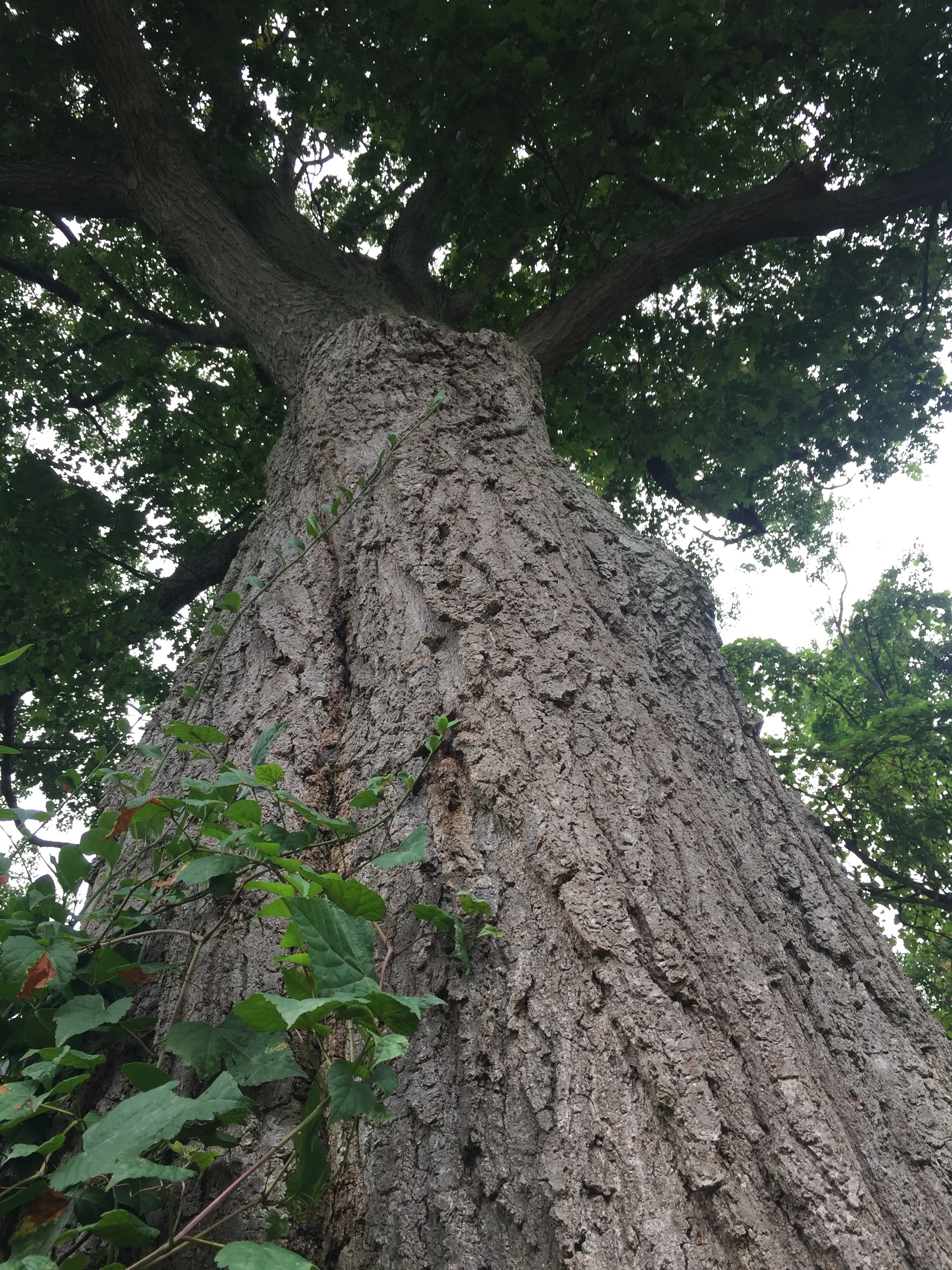 The oak tree outside my office.