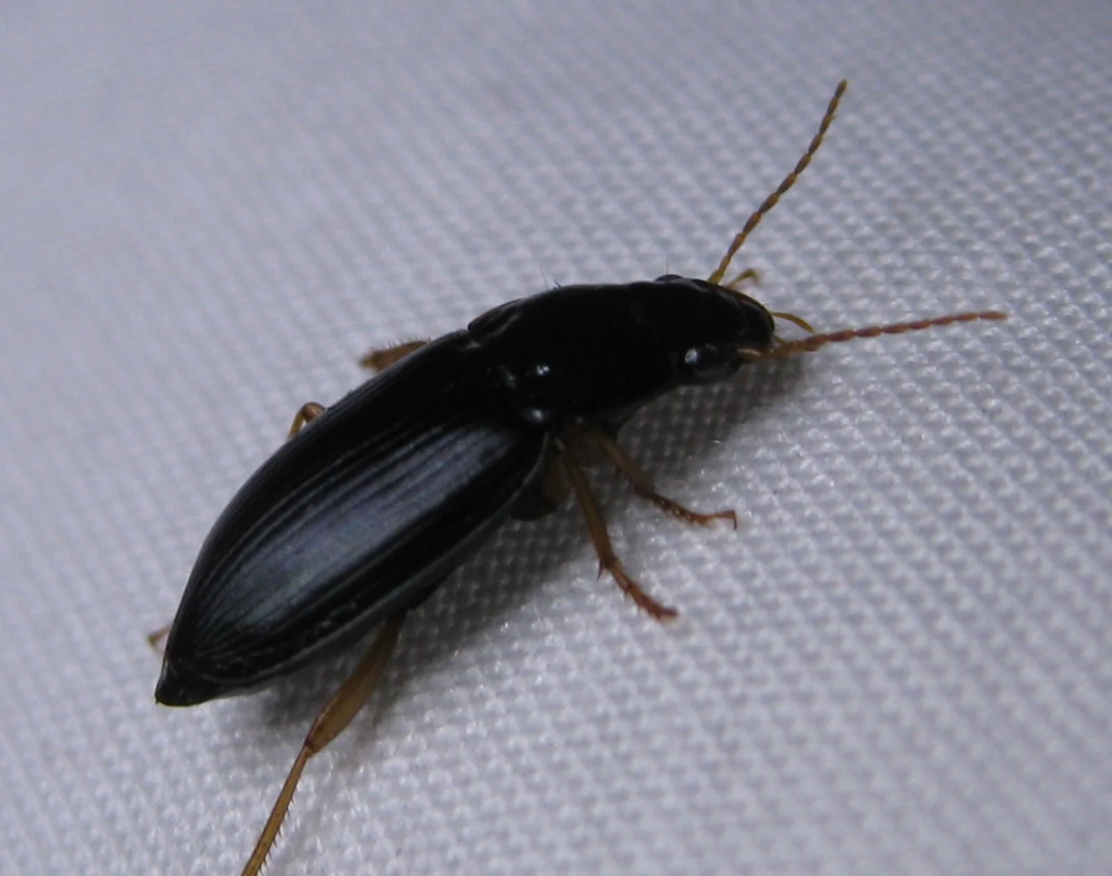 small-beetles.jpg