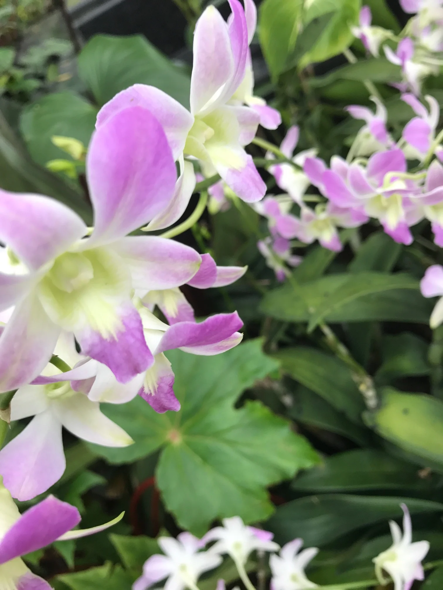 Flora in the garden.
