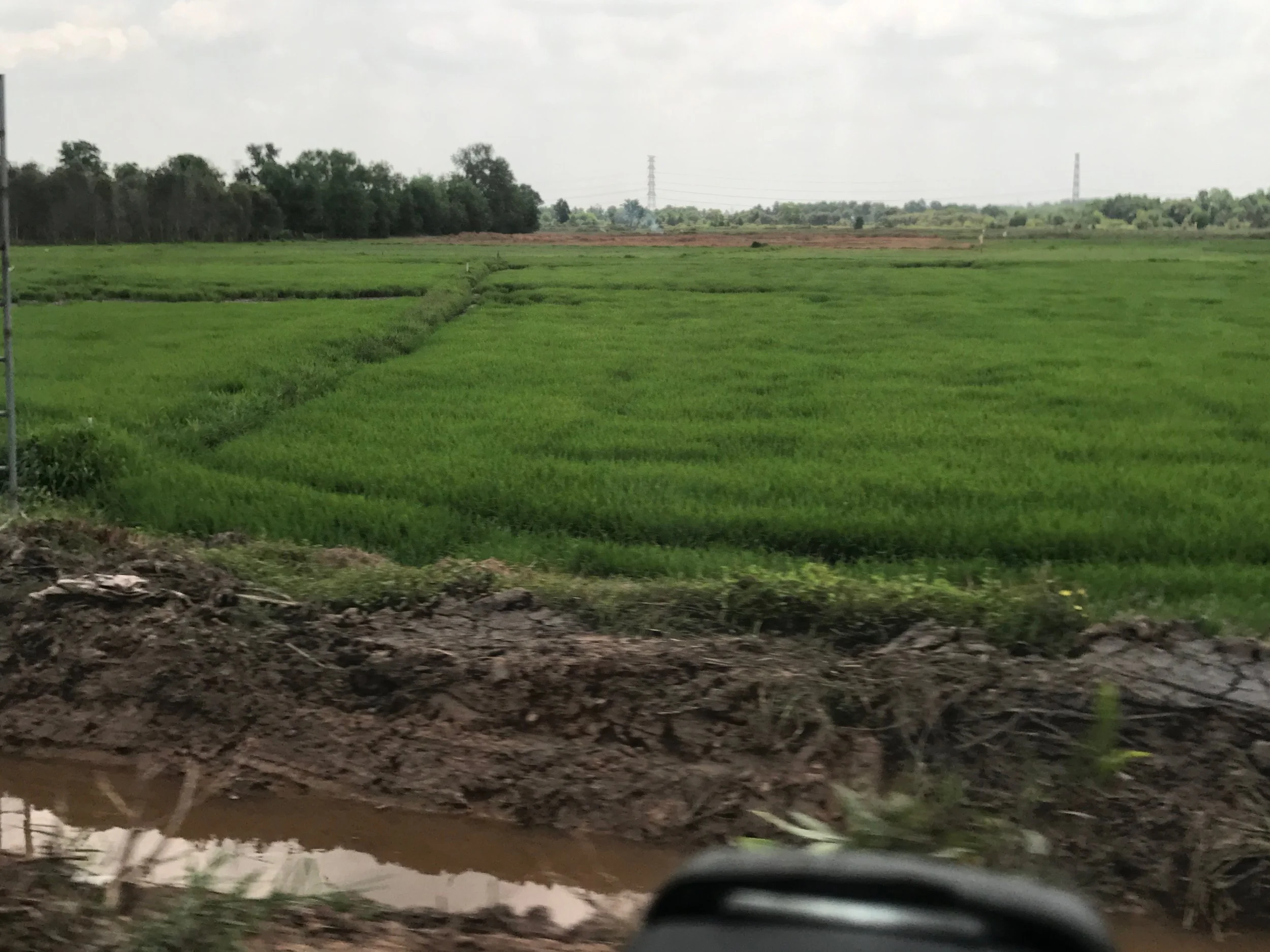 Rice paddies
