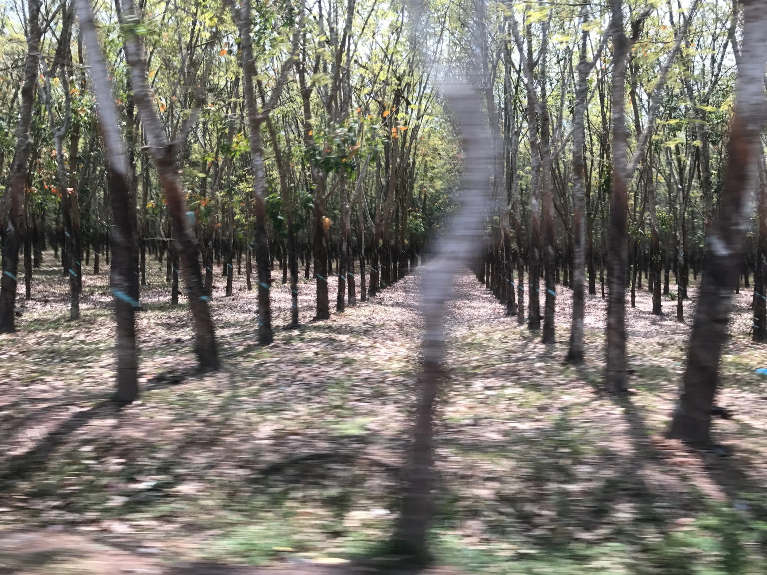 Rubber trees