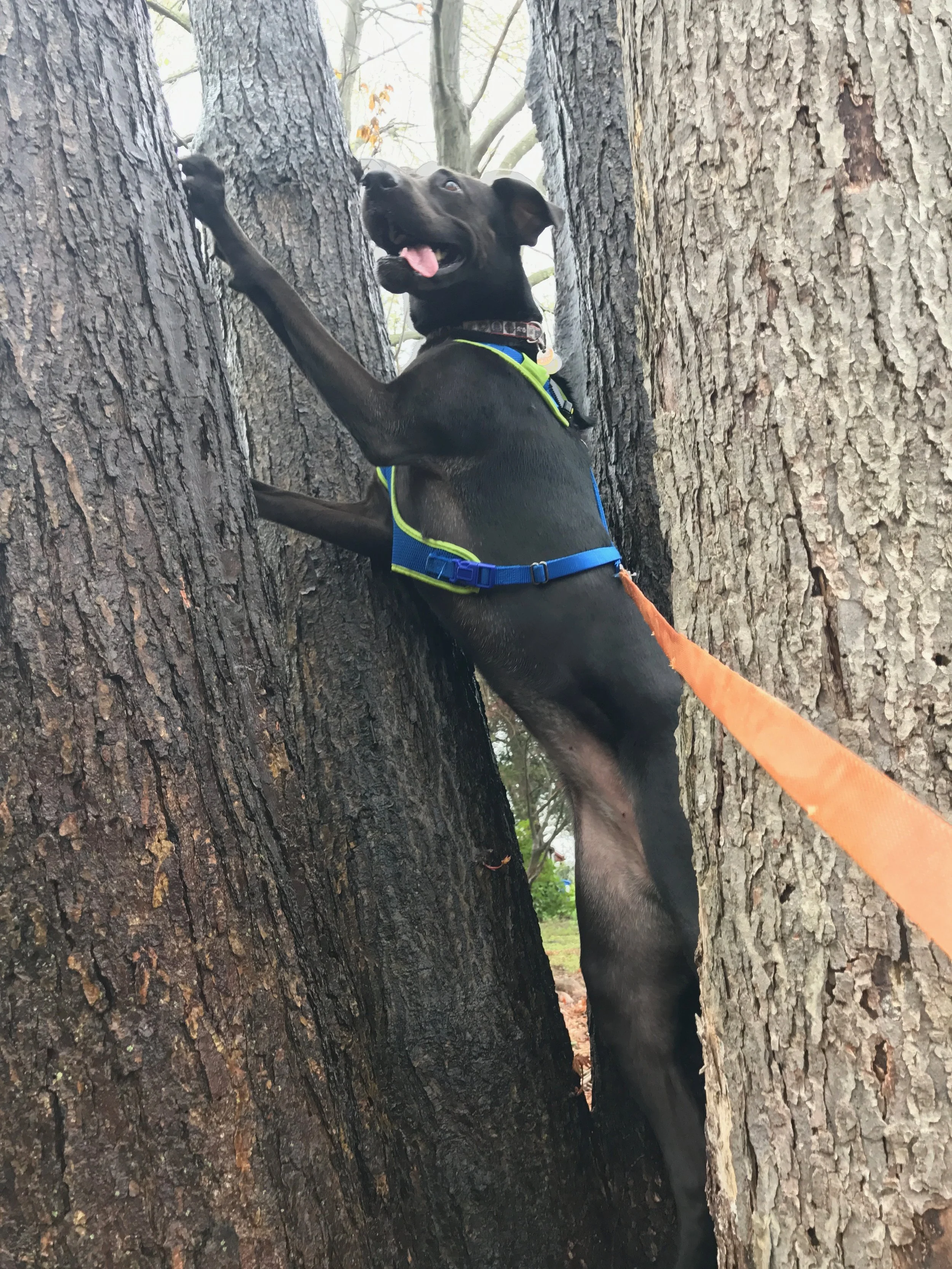 Where did that squirrel go