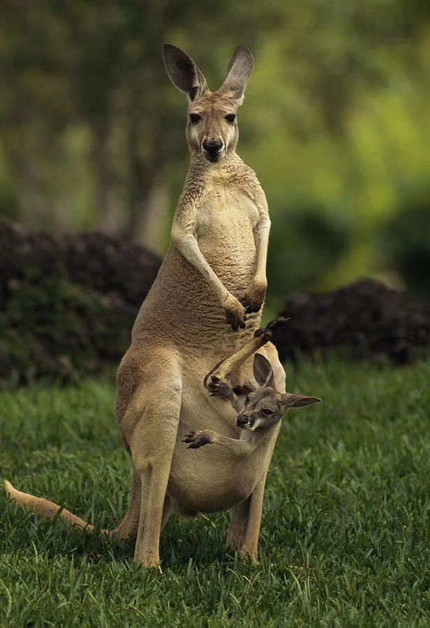 Of kangaroos and yokes.