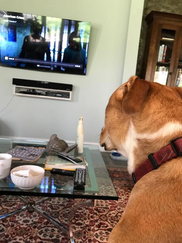 POEM SHARE: The Dog Watched Television