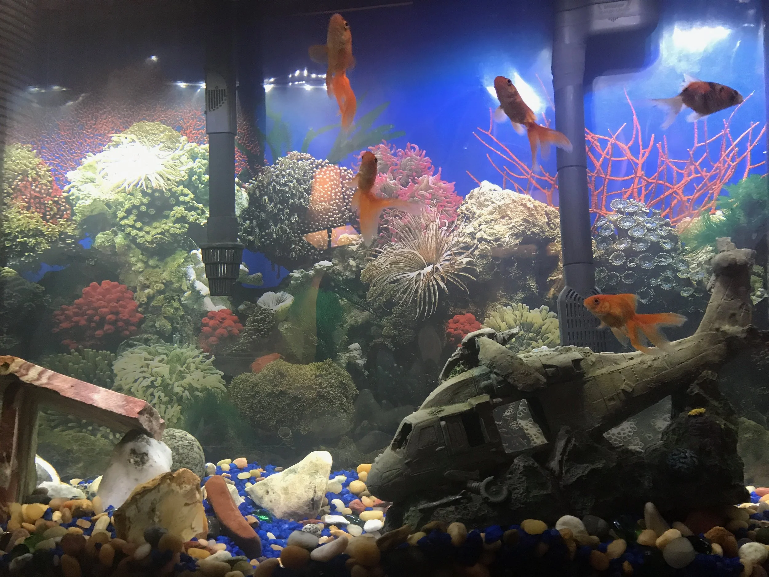 safe and sound in their relocated home (in the greatest city of the world!)