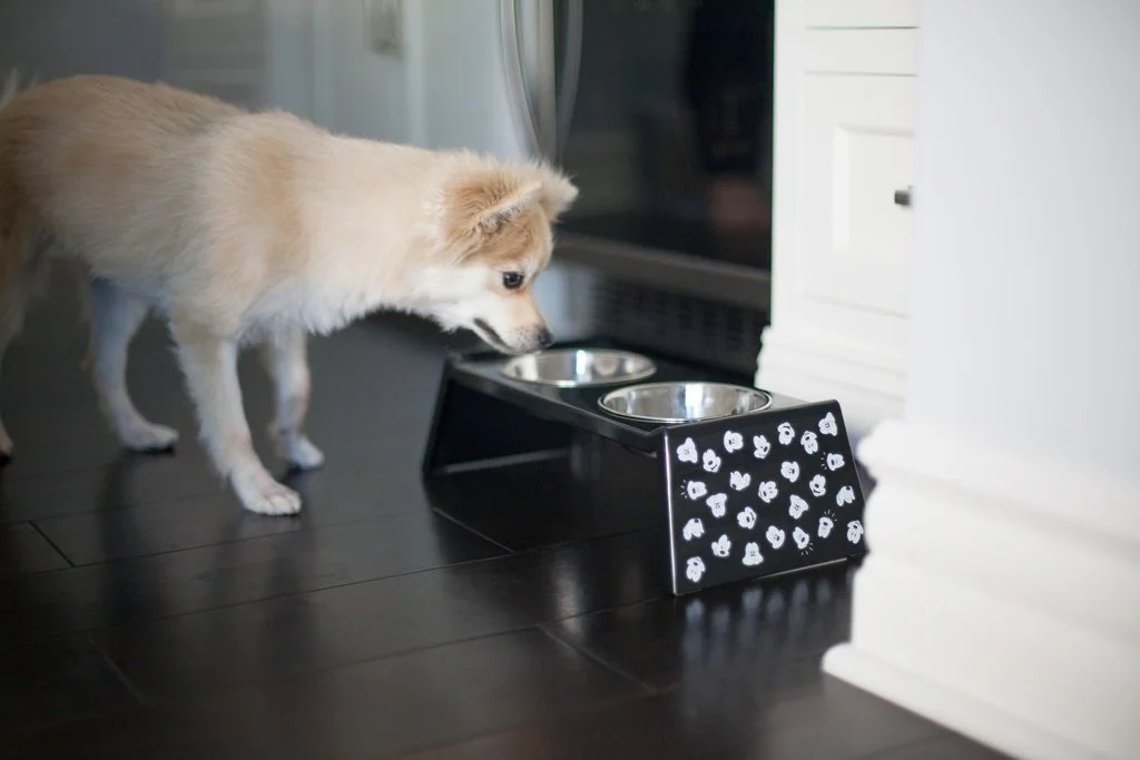 POEM SHARE: Wild Card