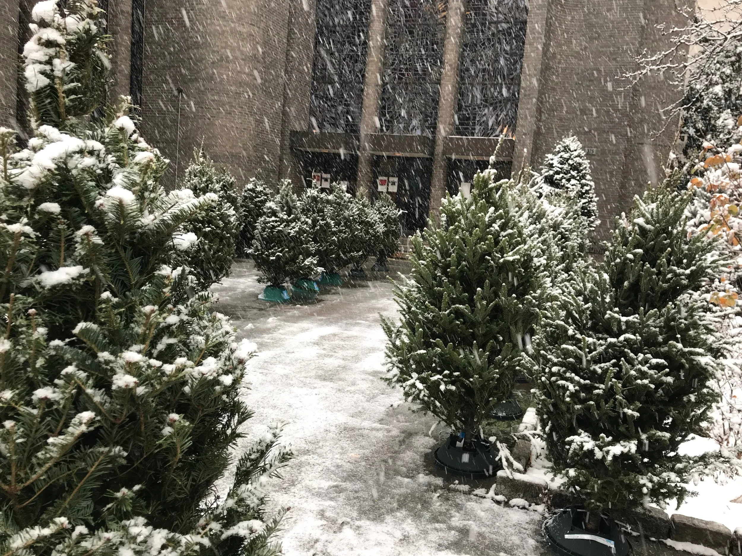 Forest of Christmas Love, Epiphany Church