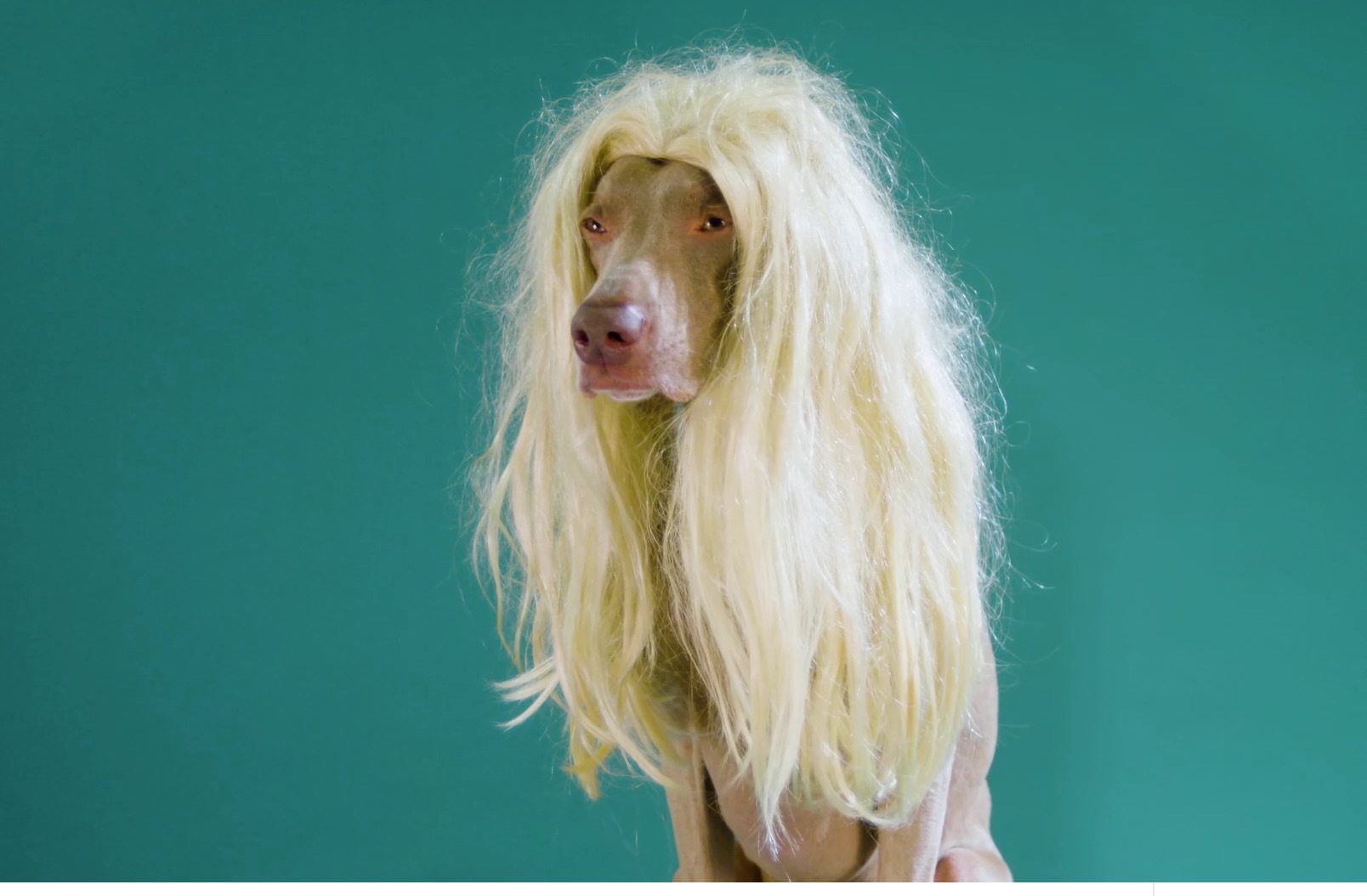 FILM SHARE: Being Human with the Dog Photographer (3:15 mins)