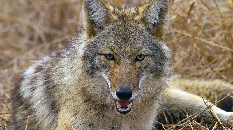 coyotes.file_.edu_-800x445.jpeg