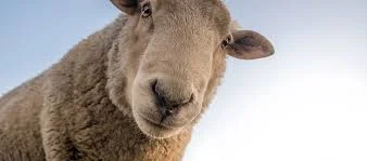 Smelling like popcorn and honey.