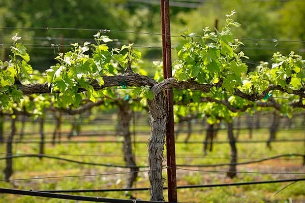 600-x-400-Napa-Valley-Grape-Vine-closeup-in-Spring-bbourdages-iStock-Thinkstock-106443252.jpg