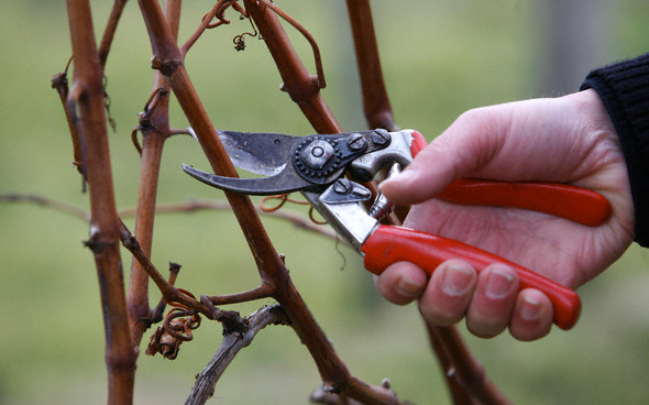 vine-pruning.png