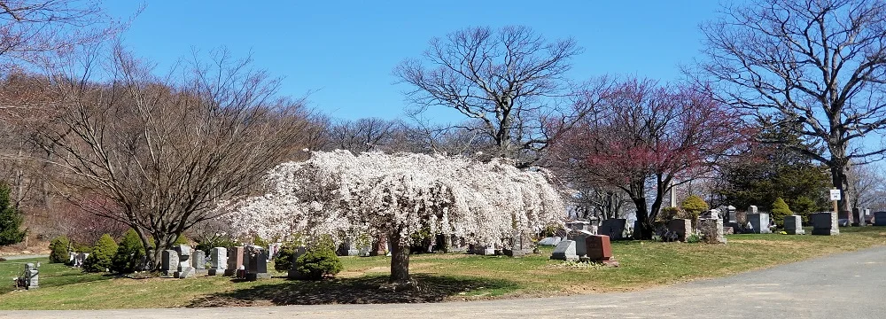 ROCKLAND CEMETERY.jpg