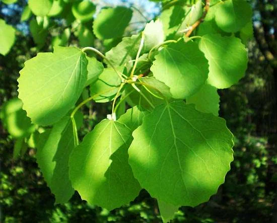 POPLAR.jpg