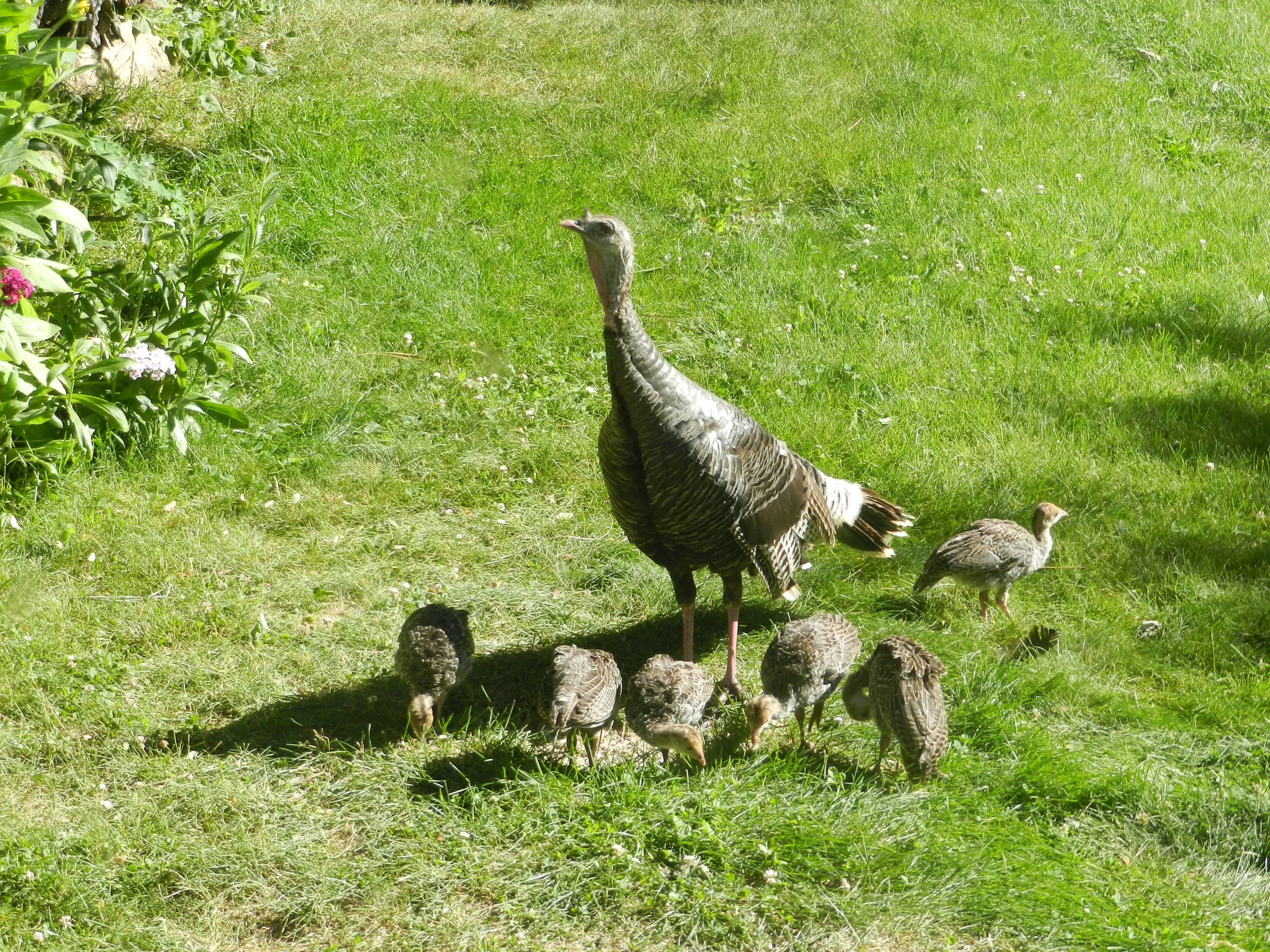 Wild-Turkey-family.jpg
