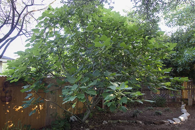 Get-Expert-Advice-about-Growing-Fig-Trees.jpg