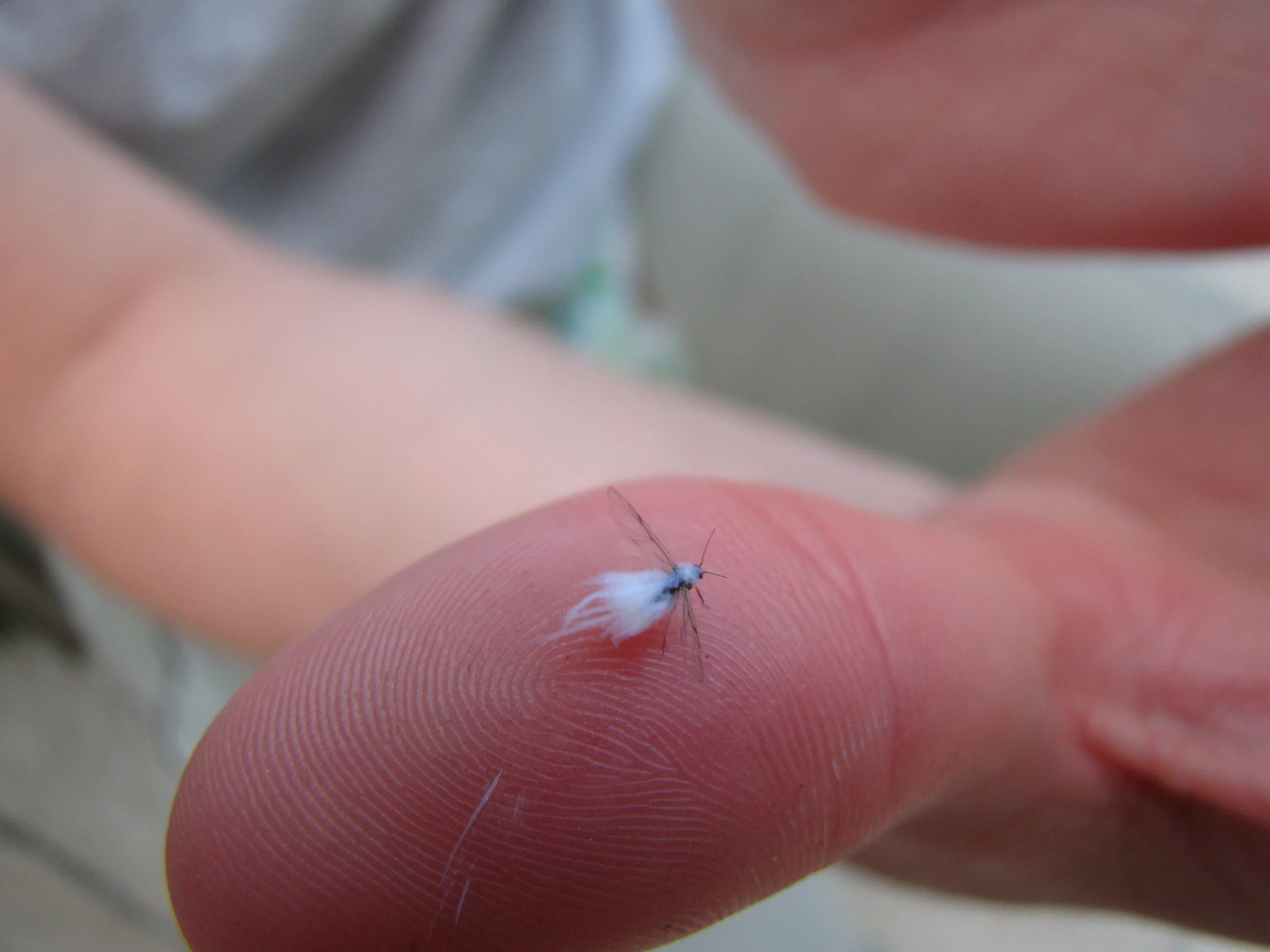 Woolly_aphid.jpg
