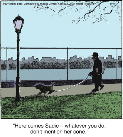 Dog Cone.png