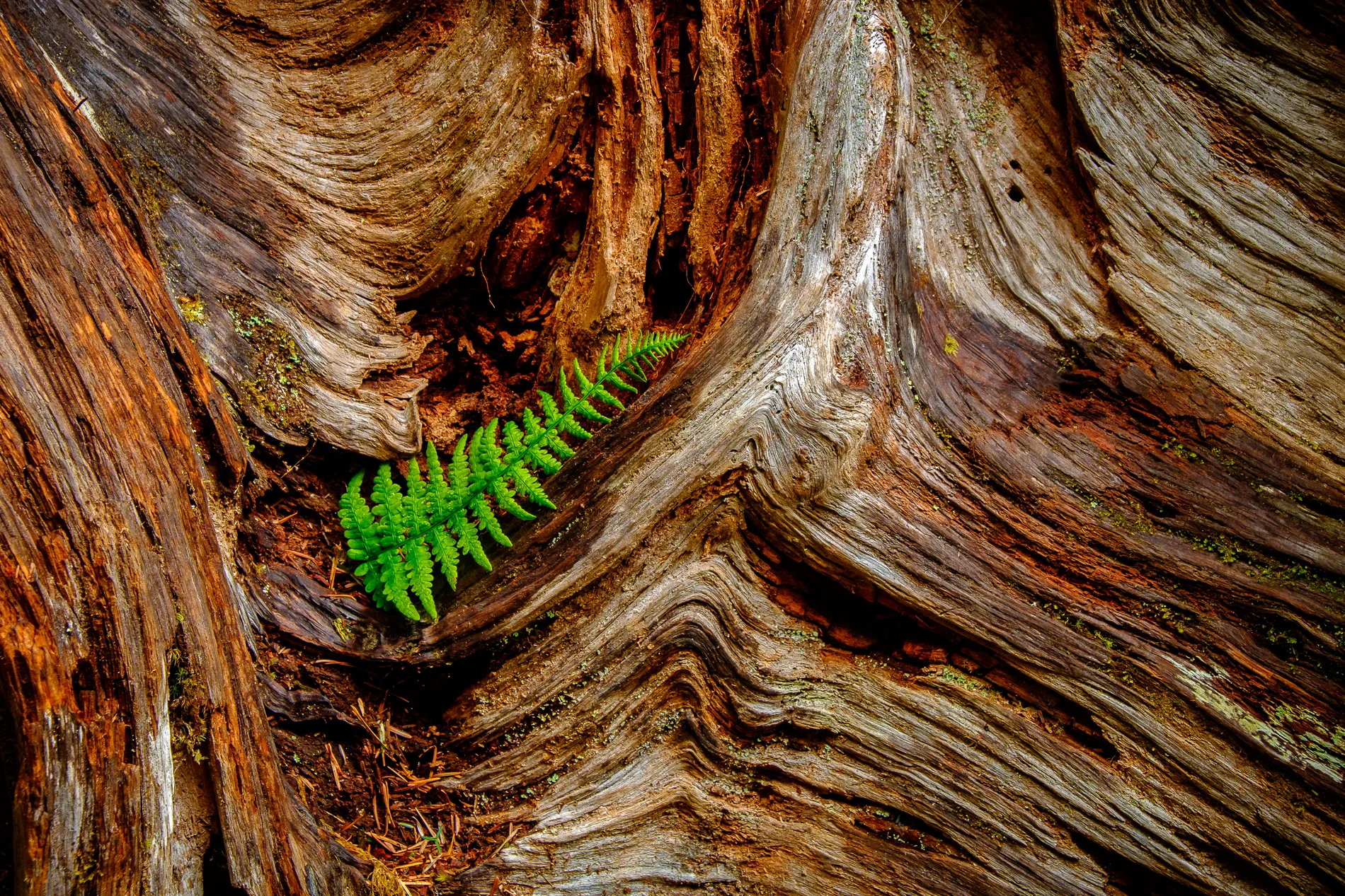 DSCF1024.jpg