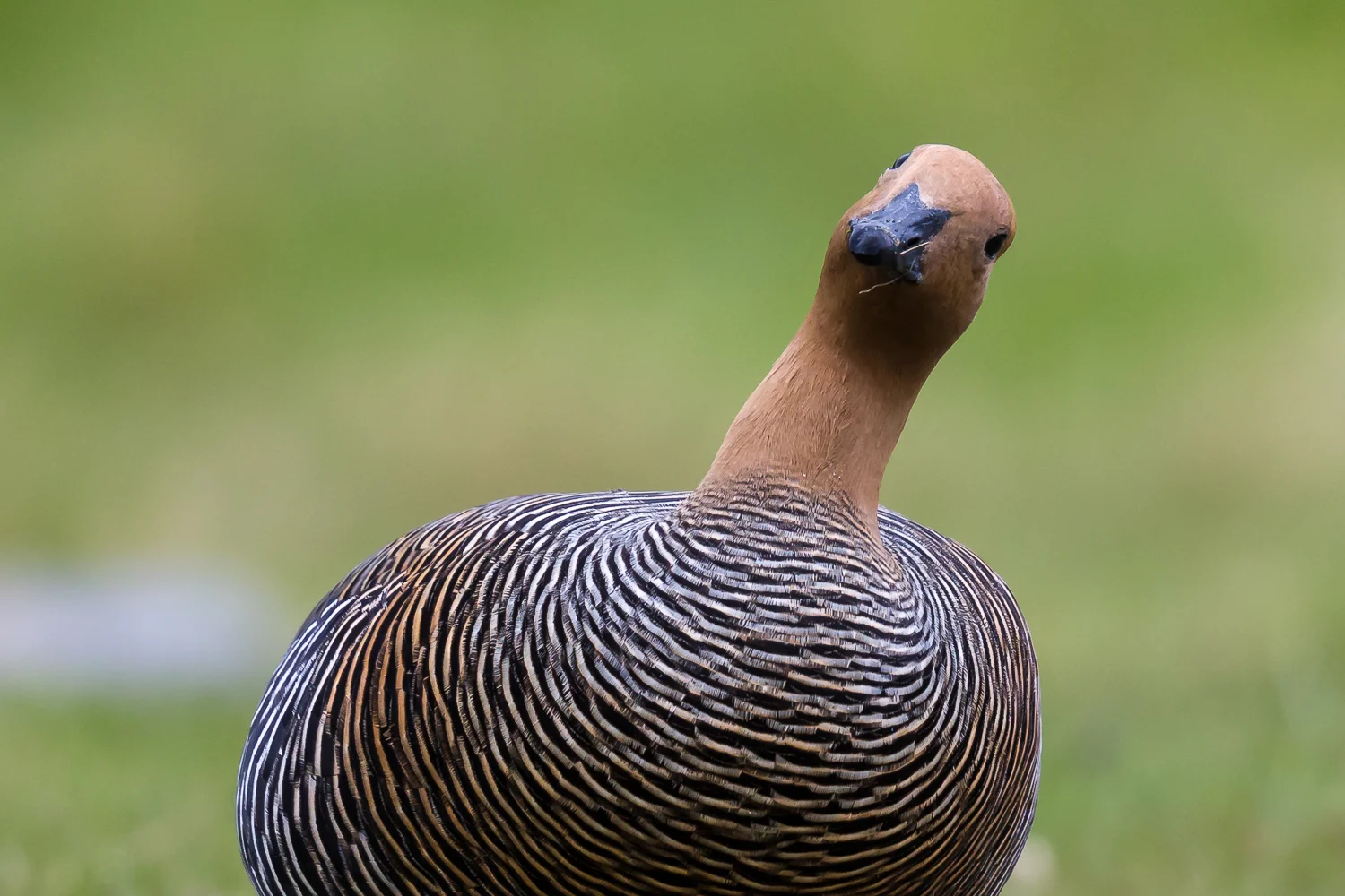1DX_0071.jpg