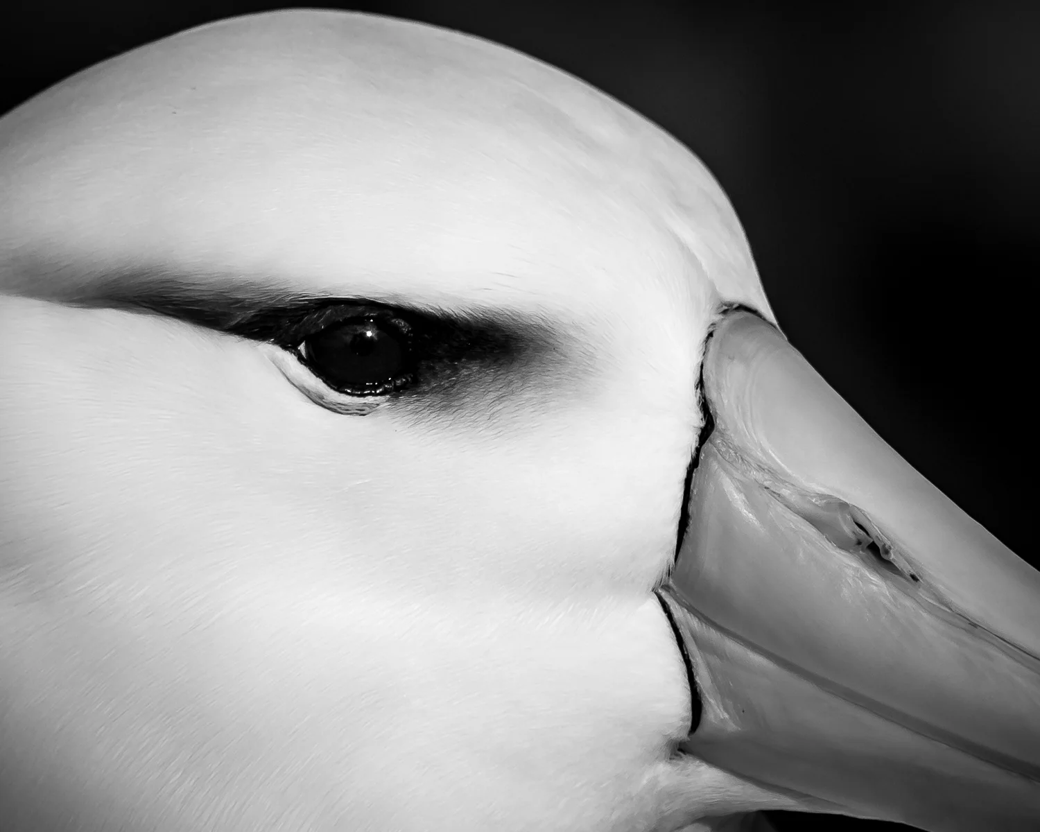 1DX_0501.jpg