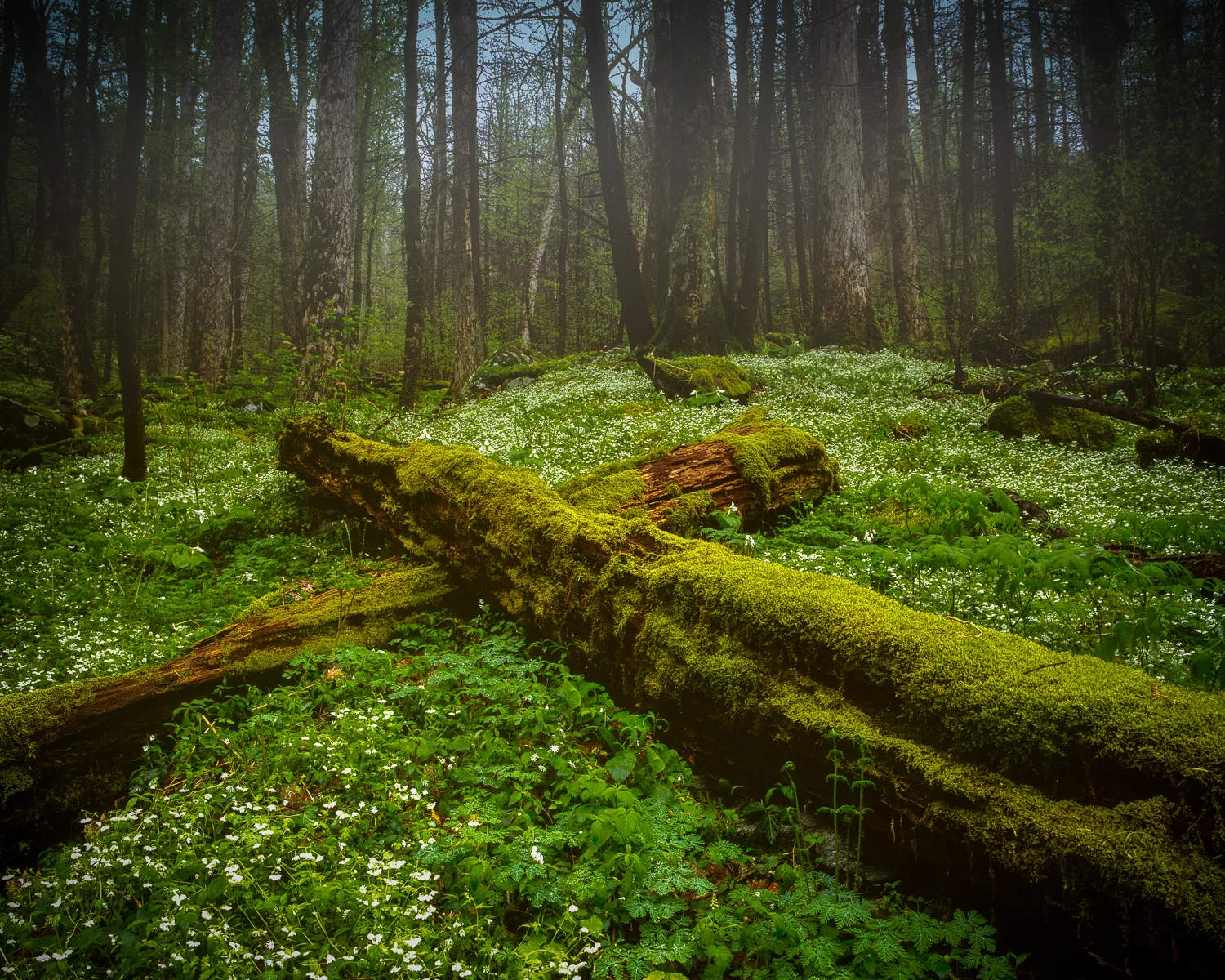 Hardwood Trail-Trees in Fog-Edit.jpg