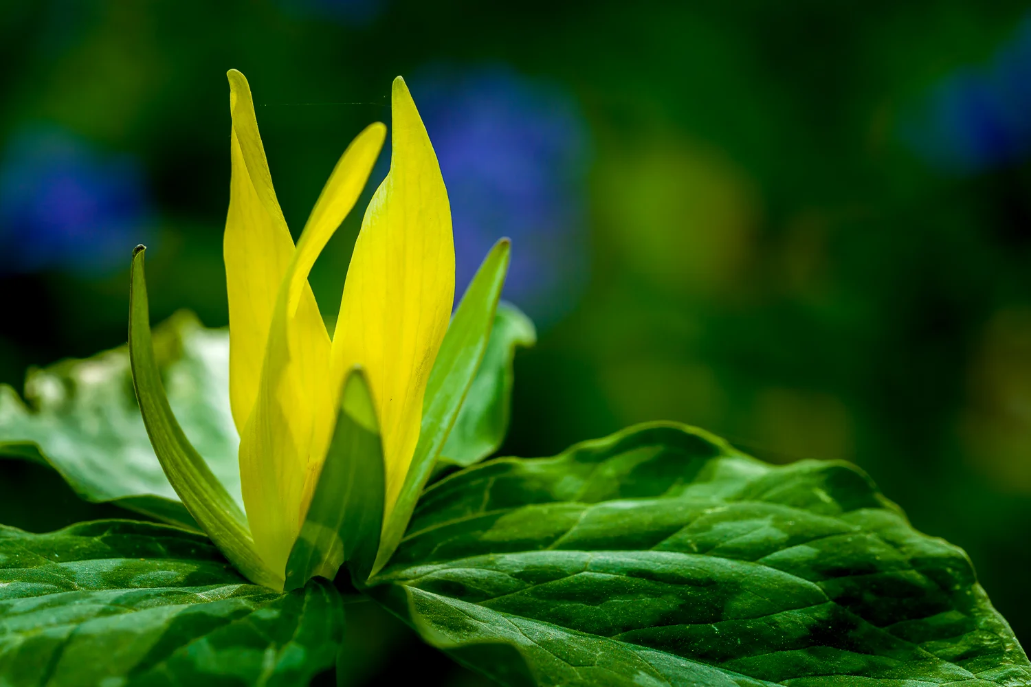 Smoky Mountain National Park-Flowers