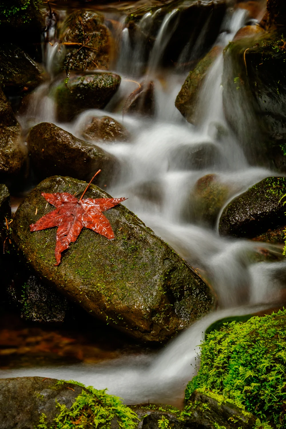 DSCF1040.jpg