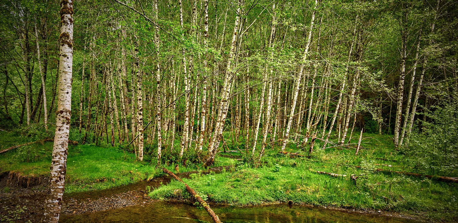 Birch Panorama 1.jpg