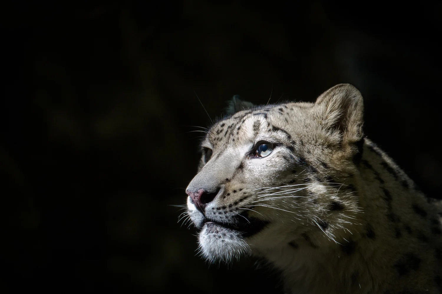 20100922_BronxZoo_138.jpg