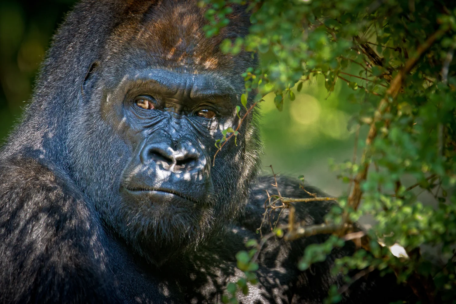 20100922_BronxZoo_277-Edit.jpg