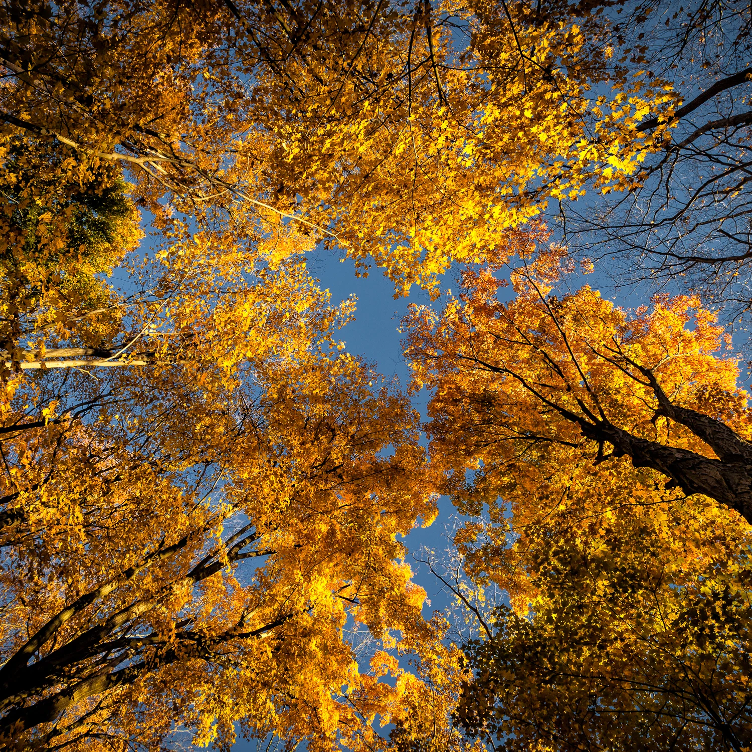 _MG_1686-Edit.jpg