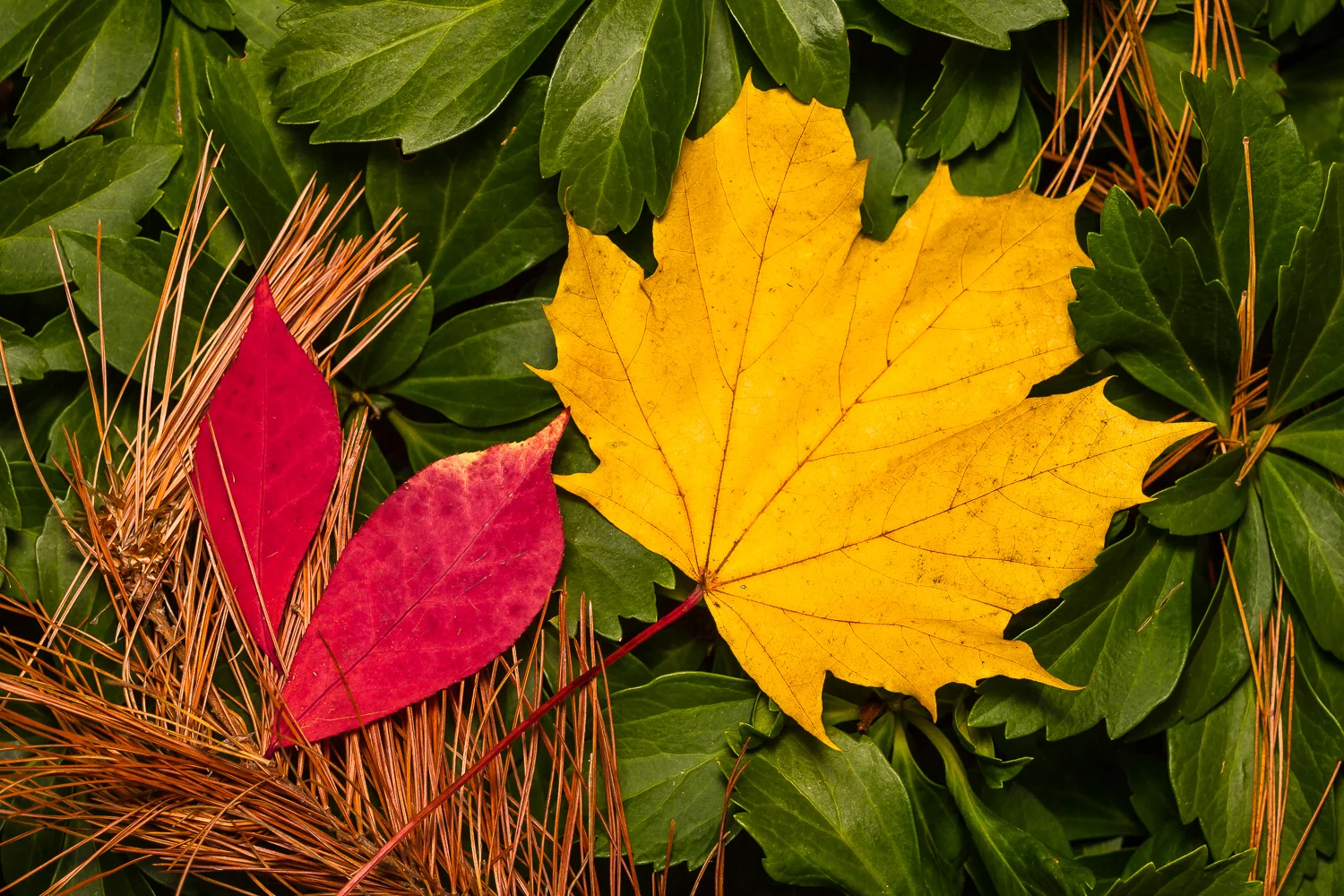 20101118_Leaves_12.jpg