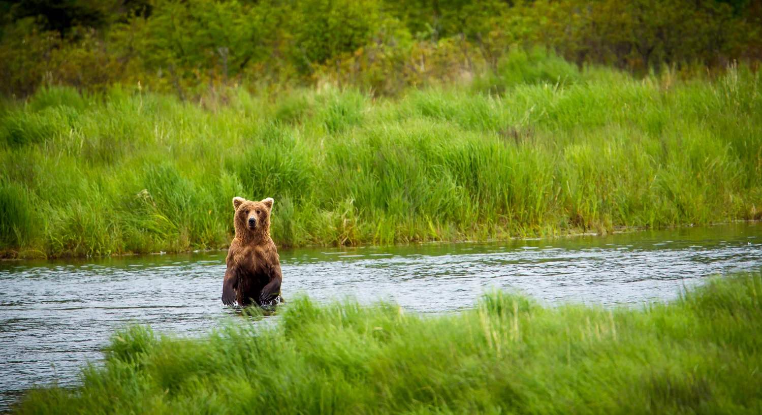 Katmai-July 2012-88.jpg