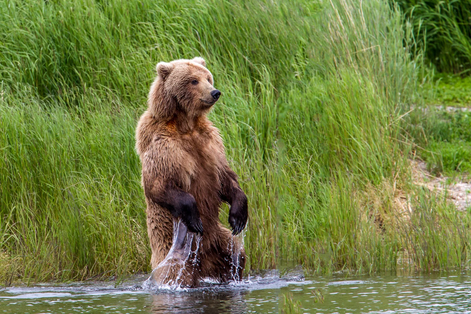 Katmai-July 2012-75.jpg