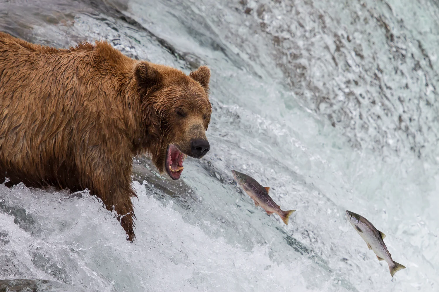 Katmai-July 2012-199-Edit.jpg